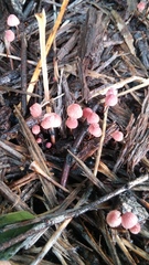 Marasmius pulcherripes