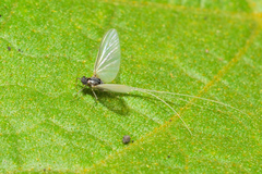 Pterygota