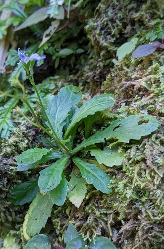 Image of Mazus fauriei by (c) 許文俊, some rights reserved (CC BY-SA)