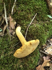Retiboletus