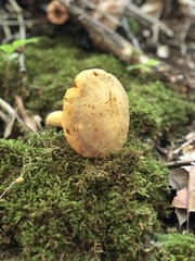 Retiboletus