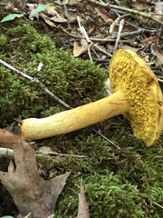 Retiboletus