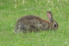 Oryctolagus cuniculus