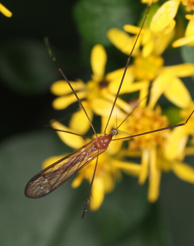 Elephantomyia hokkaidensis