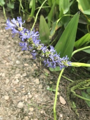 Pontederia cordata