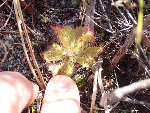Image of Drosera zeyheri by (c) Eugene Hahndiek, some rights reserved (CC BY-SA)