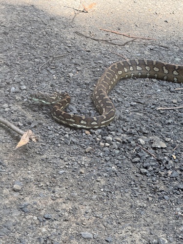 Coastal Carpet Python sighting