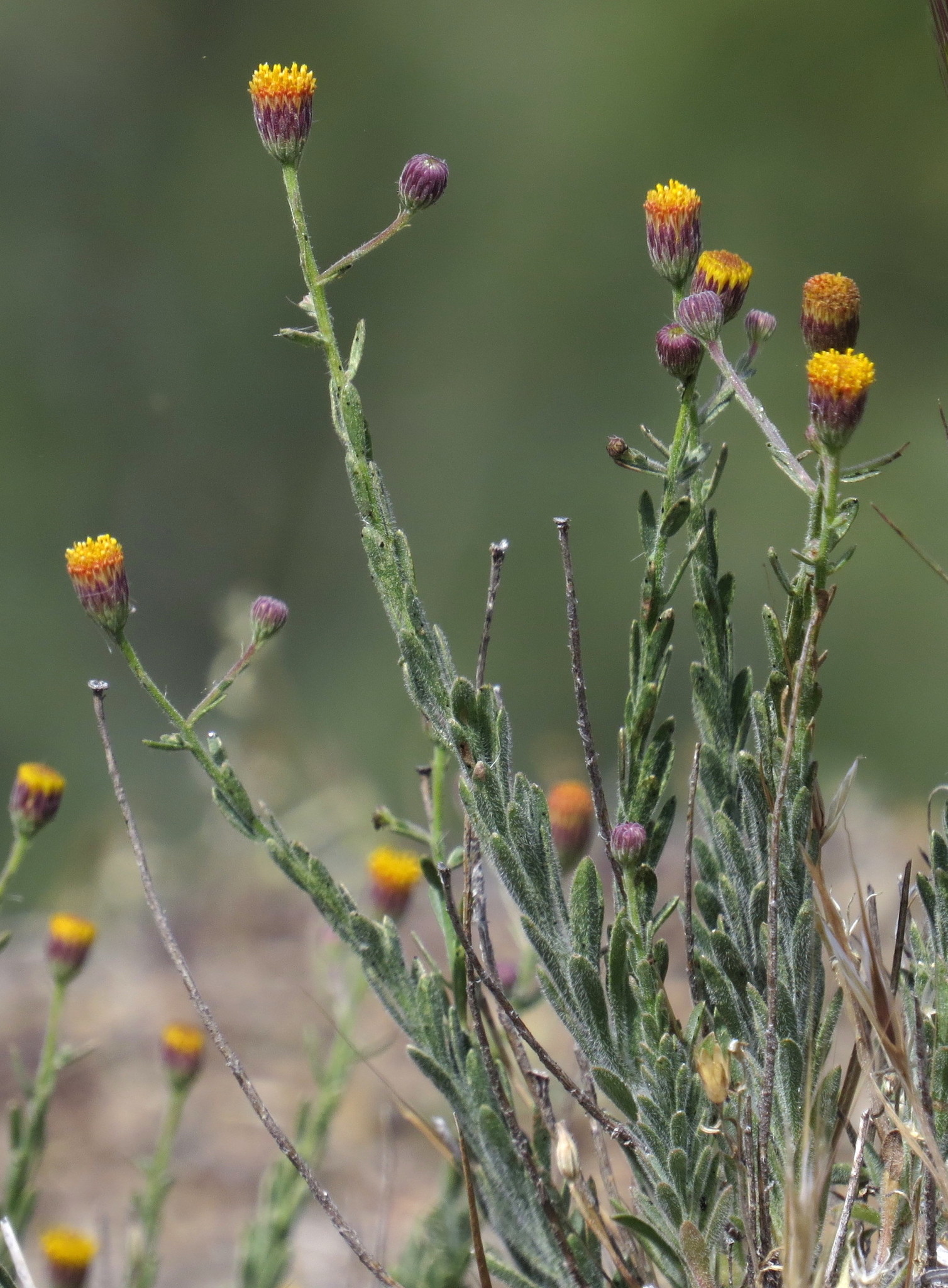 Erigeron petrophilus