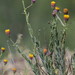 Rock-loving Fleabane - Photo (c) Denise Wight, some rights reserved (CC BY-NC), uploaded by Denise Wight