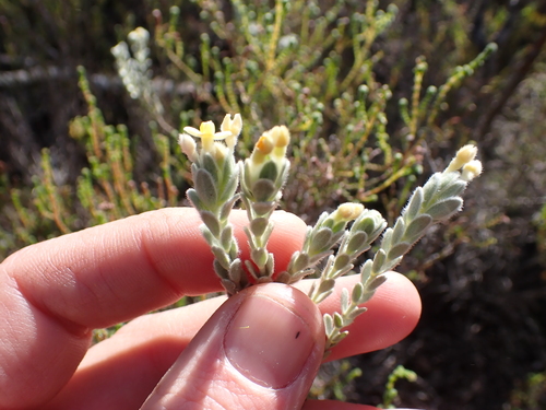 Gnidia anomala (Gnidia anomala)