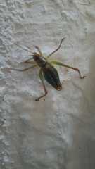 Metaplastes pulchripennis