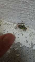 Metaplastes pulchripennis