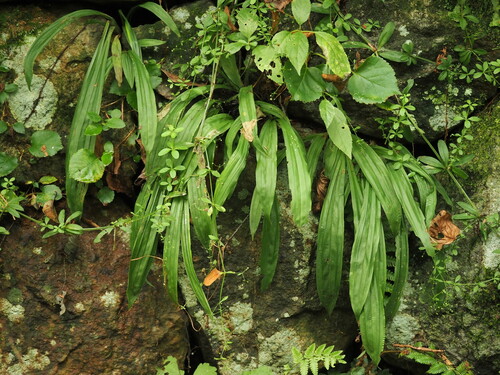 Carex siderosticta Hance