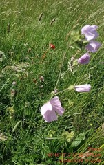 Malva alcea