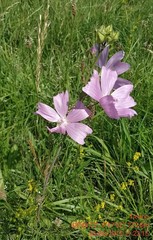 Malva alcea