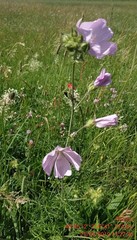 Malva alcea