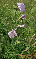 Malva alcea