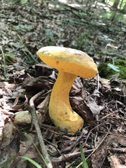 Retiboletus