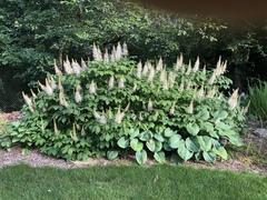 Aesculus parviflora