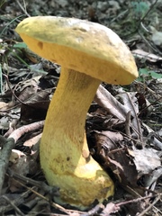 Retiboletus