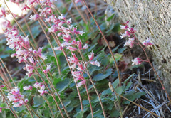 Heuchera caespitosa