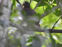 Chalcophaps stephani