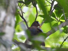 Chalcophaps stephani