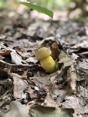 Retiboletus