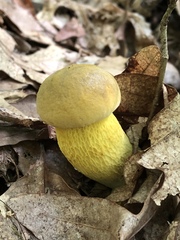 Retiboletus