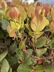 Thyridopteryx ephemeraeformis