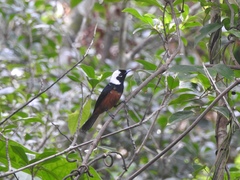 Monarcha richardsii