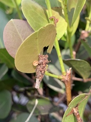 Thyridopteryx ephemeraeformis