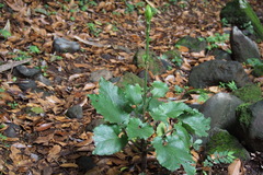 Cardiocrinum cordatum