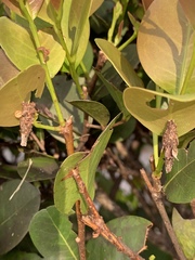 Thyridopteryx ephemeraeformis