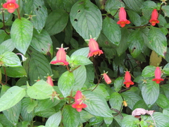 Seemannia nematanthodes