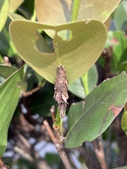 Thyridopteryx ephemeraeformis