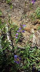 Penstemon rydbergii
