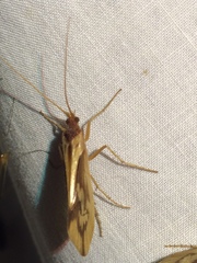 Platycentropus radiatus