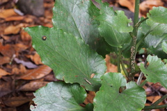 Cardiocrinum cordatum