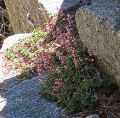 Heuchera caespitosa