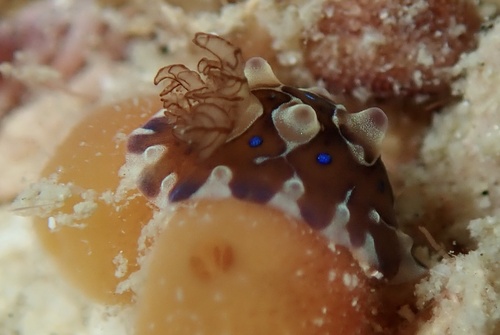 Gem Doris (Dendrodoris krusensternii)