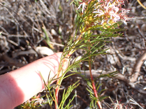 Image of Serruria bolusii by (c) Eugene Hahndiek, some rights reserved (CC BY-SA)