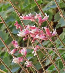 Heuchera caespitosa