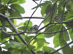 Myiagra ferrocyanea