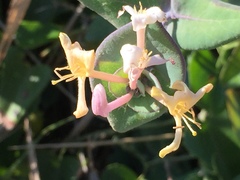 Lonicera implexa