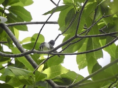 Myiagra ferrocyanea