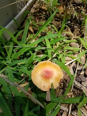 Amanita parcivolvata