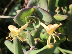 Lonicera implexa