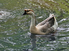 Anser cygnoides domesticus