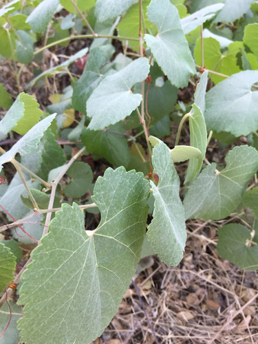 Vitis californica